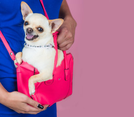 Chihuahua dog smiling in pink bag