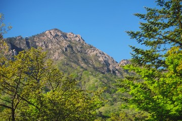 Mountain And Tree