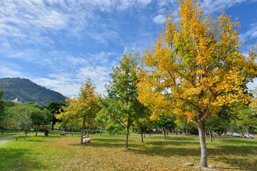 Naklejka premium Autumn color. Autumn country park,Taiwan.