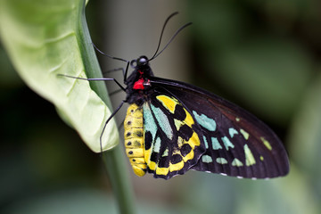 Fototapeta na wymiar butterfly5