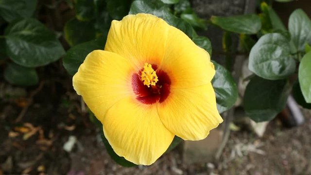 The Hibiscus yellow flower close up footage