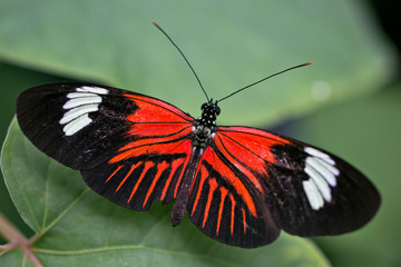 butterfly4