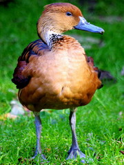 Kaczka dziwaczka - profil kaczki zastanej na łące © Konrad_elx