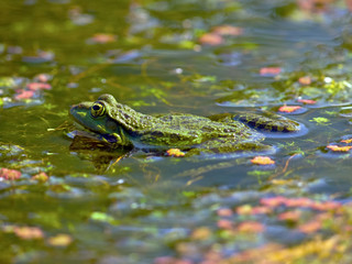 Marsh Frog (Rana ridibunda)
