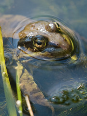 Marsh Frog (Rana ridibunda)