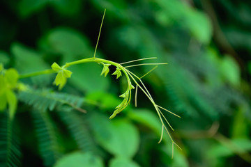 gourd tree