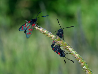 Six Spotted Burnet Moth (Zygaena filipendulae)