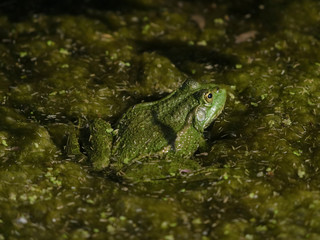 Marsh Frog (Rana ridibunda)