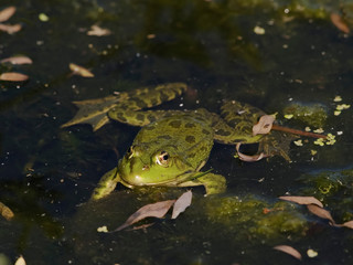 Marsh Frog (Rana ridibunda)