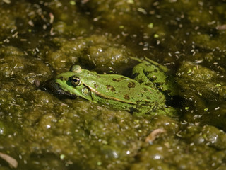 Marsh Frog (Rana ridibunda)