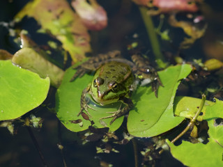 Marsh Frog (Rana ridibunda)