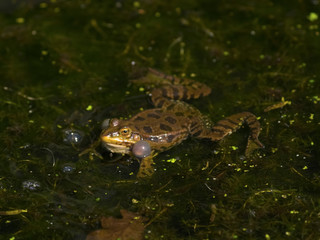 Marsh Frog (Rana ridibunda)
