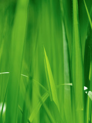 Fototapeta premium Low angle view of green grass