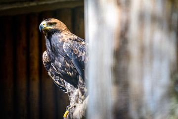 Bird Golden Eagle