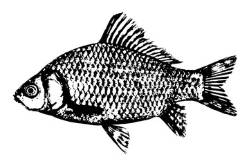 Fish silhouette icon