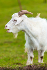 Close up goat in glassland