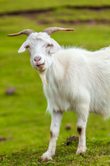Close up goat in glassland