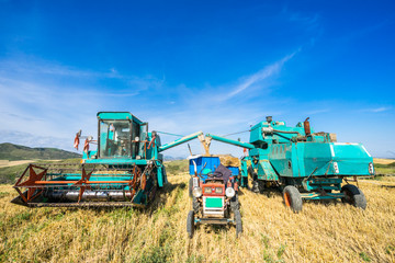 Fototapeta premium Tractor cut wheat