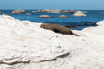 Fur seal sleeps on rocky shore