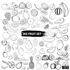 big set of fruits, doodle.