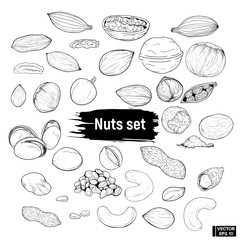 Big set nuts doodle style
