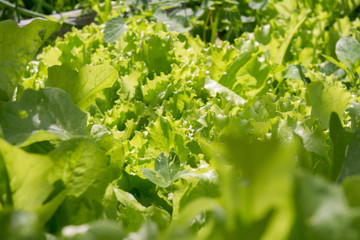 Fresh Salad Leaves