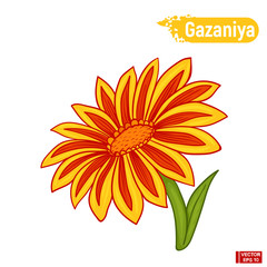 Flower of gazanyia orange color