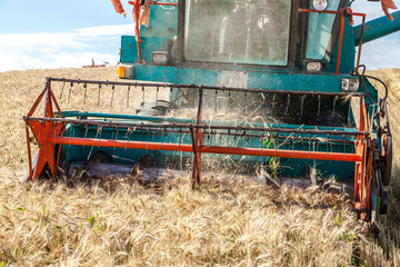 Fototapeta na wymiar Tractor cut wheat