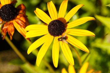 Lucilie soyeuse sur fleur de rudbeckia