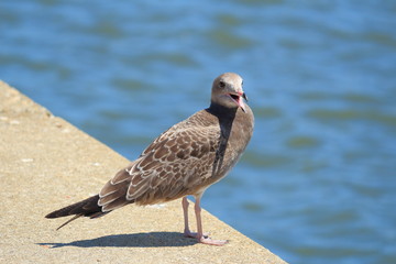 ウミネコ　幼鳥　Black-tailed gull