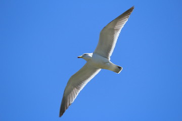 ウミネコ　成鳥　青空バック　Black-tailed gull