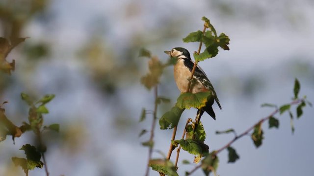 birds lesser spotted woodpecker in hedgerow 
