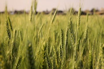 A spring green ears of wheat