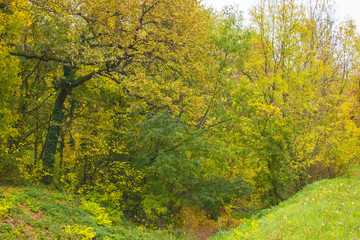 Fototapeta premium autumn alley of trees with green and yellow leaves in the park