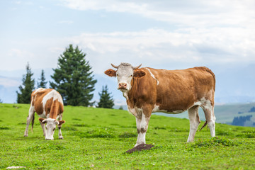 Fototapeta na wymiar cow on grassland
