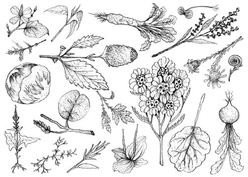 Hand Drawn of Leafy and Salad Vegetable