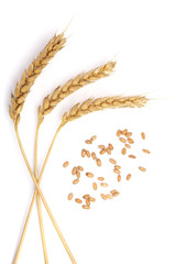 grain and ears of wheat isolated on white background. Top view