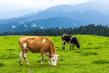 Fototapeta na wymiar Cows eating grass