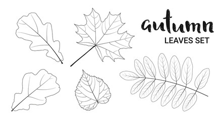Autumn leaves set, isolated on white background. Linear design vector illustration.