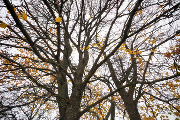 Colorful leaves on a trees. Fall background with tree branches and cloudy weather