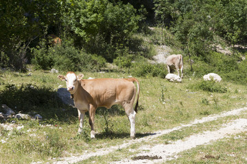 Brown Calf on mountain farm