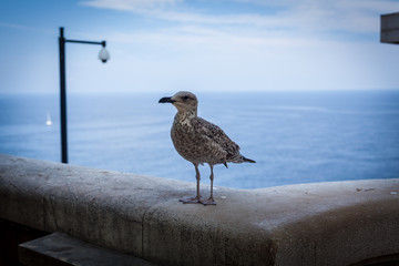 lonely seagull
