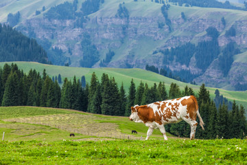Fototapeta na wymiar cow on grassland