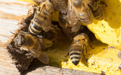 Closeup of a beehive