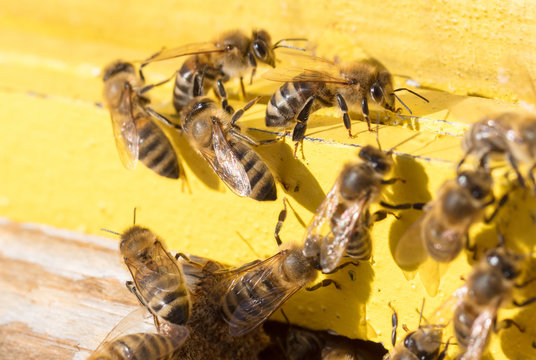Closeup of a beehive