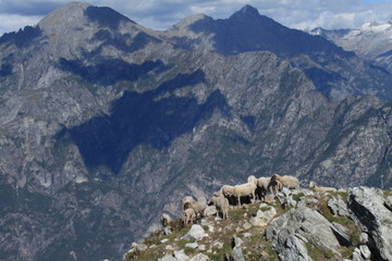 Traumhafte Alpenlandschaft / Blick vom Gipfel des Monte Berlinghera über das Val Chiavenna
