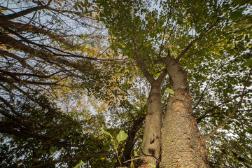 Fototapeta premium robinia forest, in the adda park