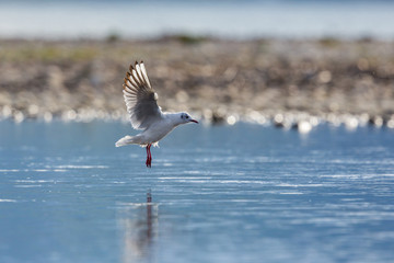 one black-headed gull (Larus ridibundus) landing water, spread wings, legs