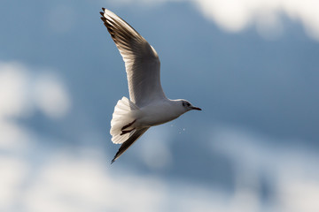 Fototapeta premium portrait flying black-headed gull (Larus ridibundus) with spread wings