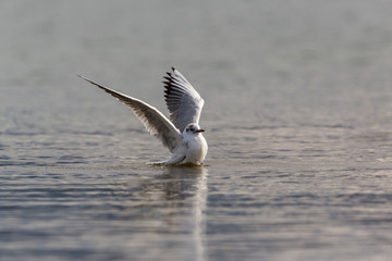 one black-headed gull (Larus ridibundus) take off water surface